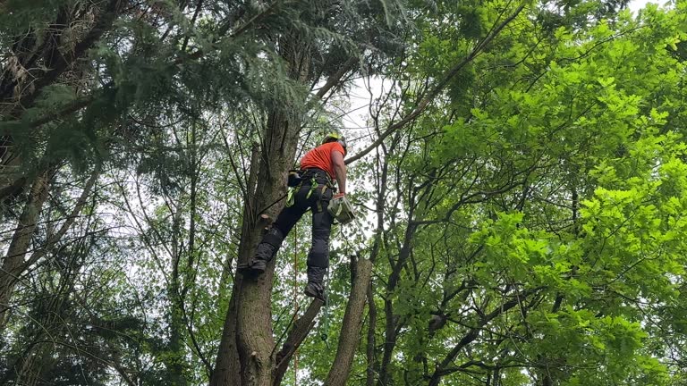 Best Stump Grinding and Removal  in Hillsborough, NC