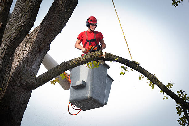 Best Tree Preservation Services  in Hillsborough, NC