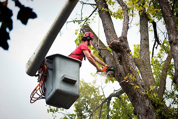 Professional  Tree Services in Hillsborough, NC